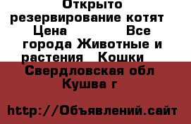 Открыто резервирование котят › Цена ­ 15 000 - Все города Животные и растения » Кошки   . Свердловская обл.,Кушва г.